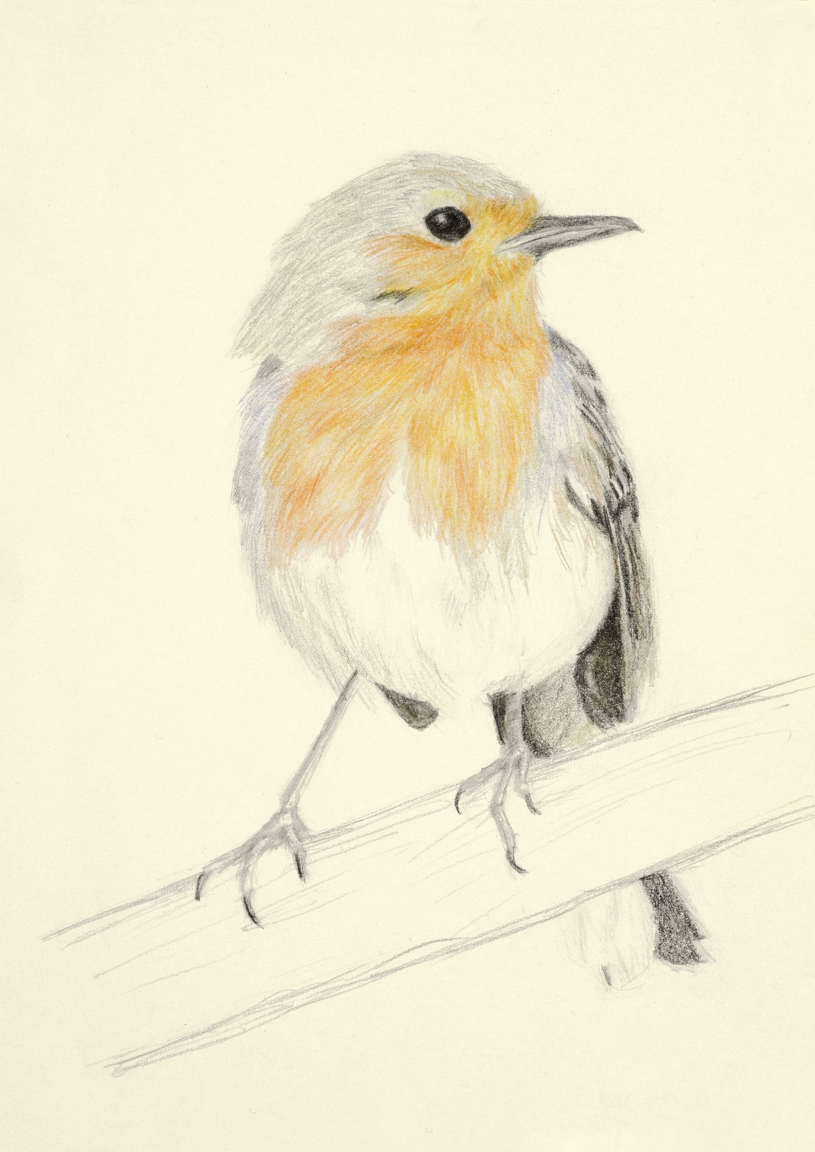 Ilustración a lápiz de color de un petirrojo, obra de María Catalina